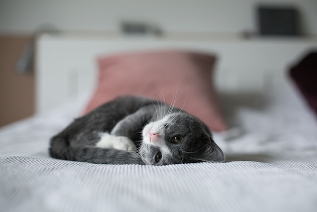 Recognizing the Signs: Is Your Cat in Heat?